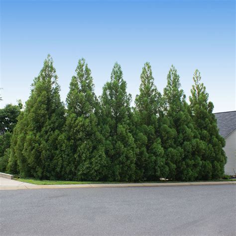 Cryptomeria Radicans Trees For Sale