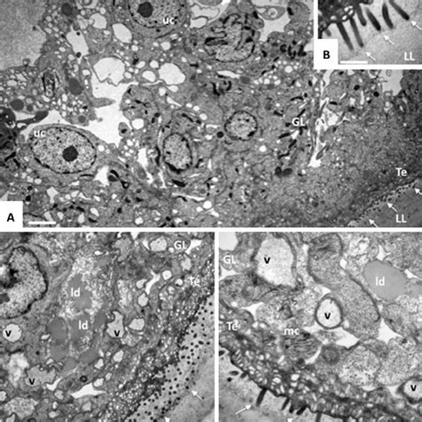 In Vitro Release Of Echinococcus Multilocularis Phosphoglucose Download Scientific Diagram