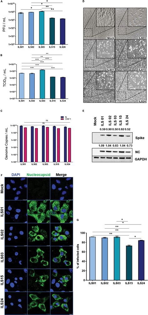 Frontiers Isolation And Characterization Of Five Severe Acute