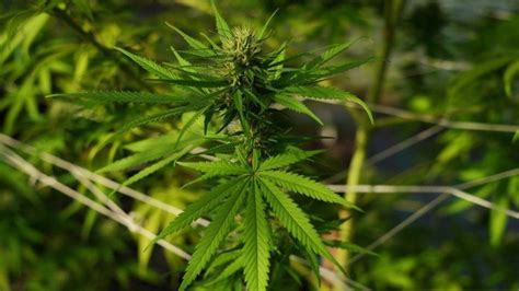 Cannabis Plants Worth £2m Seized In West Yorkshire Police Raid Bbc News