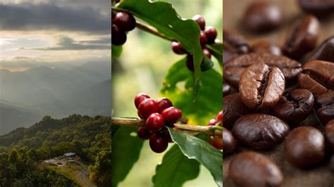 Día del Café Conoce lo mejor del café mexicano El Heraldo de México