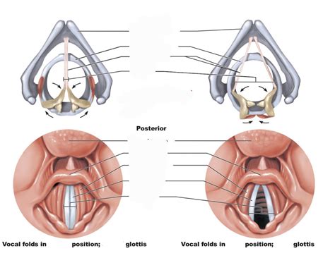 Vocal folds Diagram | Quizlet