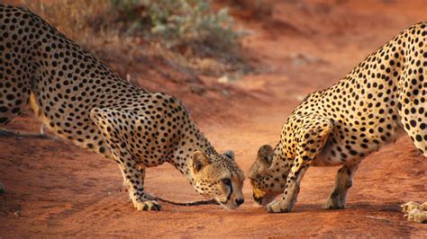 Wildlife Friendly Enterprise Network » Blog Archive » Cheetah