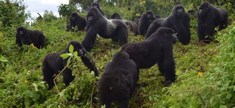 Dian Fossey Gorilla Fund