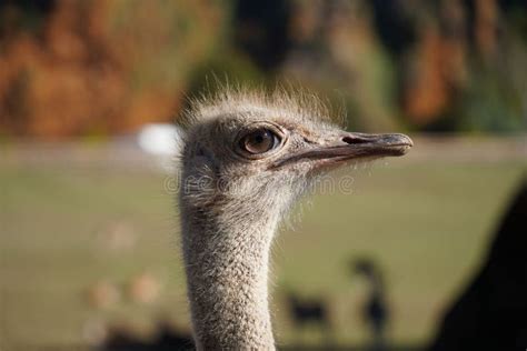 Arabian Ostrich Stock Photos - Free & Royalty-Free Stock Photos from ...