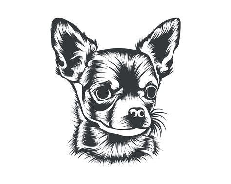 Chihuahua Dog Back and White Vector Silhouette, Dog Face Illustration 17769177 Vector Art at ...