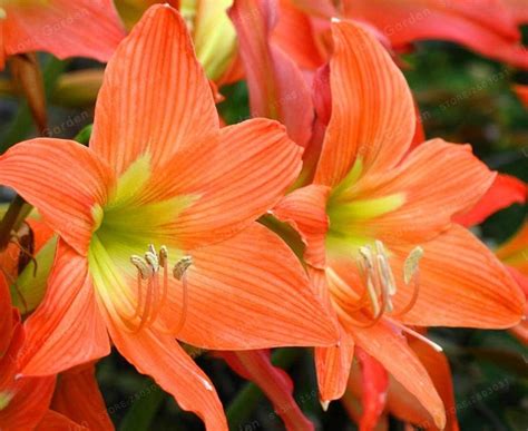 Amaryllis Bulbs Flowers Fragrant Greening Strong Roots Reblooming Root