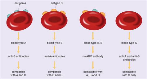 Blood types Diagram | Quizlet