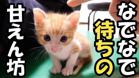 さびしんぼうの子猫達が猫団子を作って寝てる姿がカワイイ【赤ちゃん猫 保護猫】 動物（犬・猫 他色々）【まとめ動画】