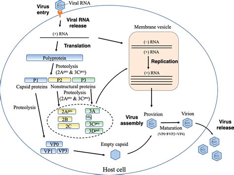 Efficient Strategy To Design Protease Inhibitors Application To