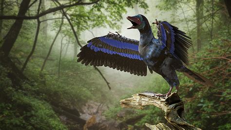 Unearthing Avian Evolution What Can We Learn From Flightless Birds