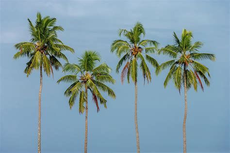 Coconut Trees In Backwaters, Kerala Photograph by Ali Kabas