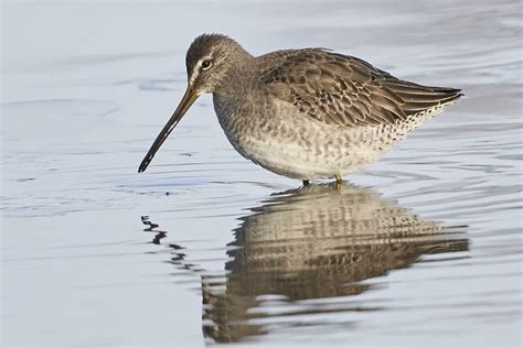 Dowitcher DSC00654 Dana Siefer Flickr