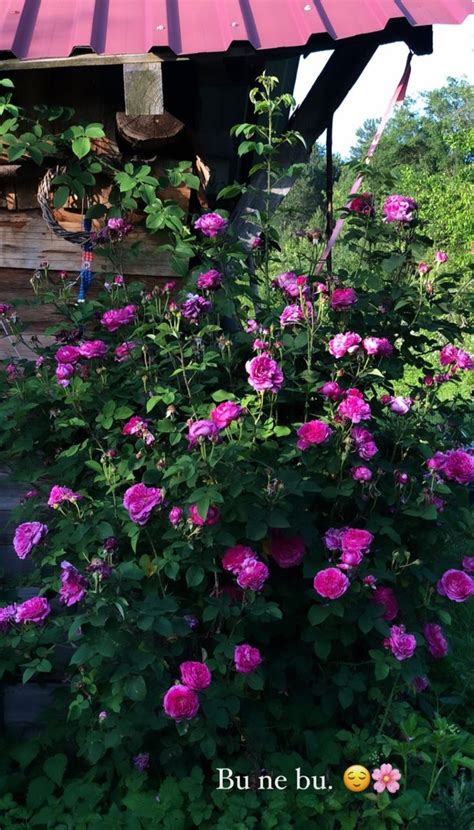 Pink Flowers Are Blooming In Front Of A Red Roof