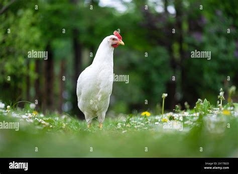 Free Range White Chicken Leghorn Breed In Summer Garden Animal