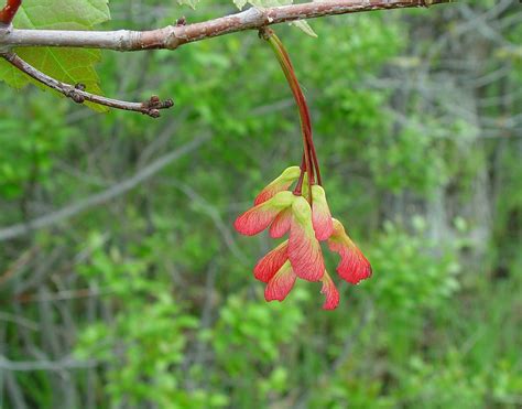 Red Maple Tree Fruit
