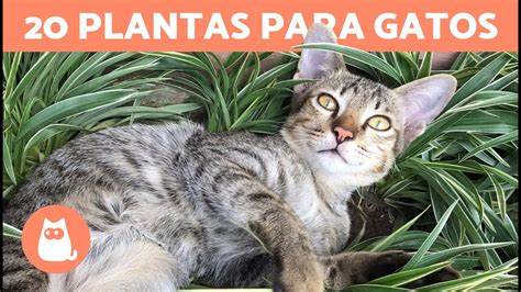 Plantas Aptas Y Seguras Para Gatos Desc Brelas Youtube