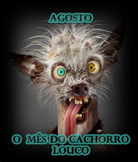 Dia Do Cachorro Louco - Agosto o mês do Desgosto, do azar e do cachorro louco