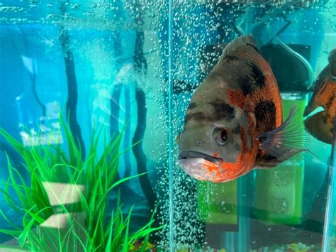 How To Get Crystal Clear Aquarium Water Pet Zone Store