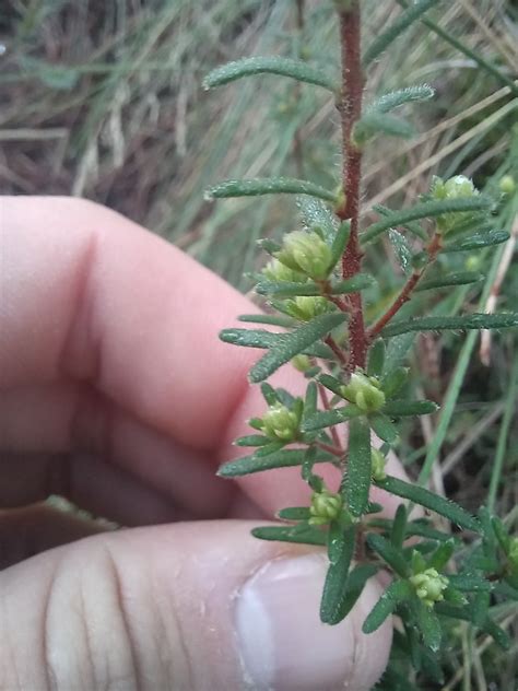 Silky Guinea Flower In July By Kjell Knable Inaturalist