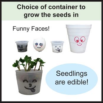 Plant Seed Activity By Dr Dave S Science Teachers Pay Teachers