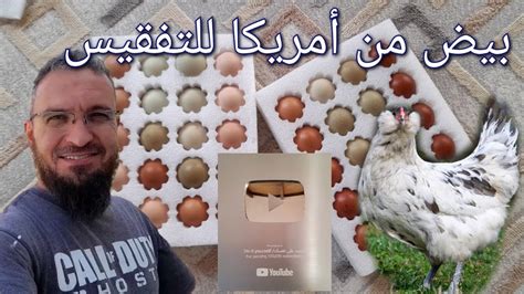 بيض دجاج امركانا الازرق للتفقيس 🐔🐣 كيفية تخزين البيض بشكل صحيح🥚 زراعة