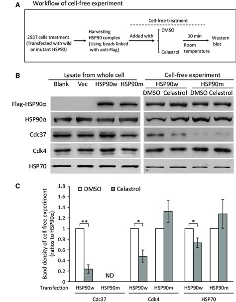 Effects Of Celastrol On Wild Type Or Mutant Hsp Complex In Cell Free