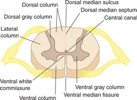 The Spinal Cord Clinical Neuroanatomy 27 Ed