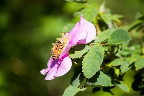 Flor Abelha Querida Foto Gratuita No Pixabay Pixabay