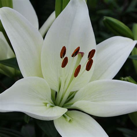 Tiny Crystal Asiatic Lily Vanstone Nurseries