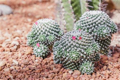 Succulents Or Cactus In Desert Botanical Garden And Stone Pebbles Background Succulents Or