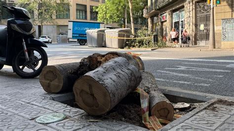 Cau Un Arbre De Grans Dimensions Al Mig Del Carrer D Enten A