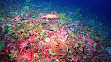 Australian Scientists Discover New Corals On Most Comprehensive Deep