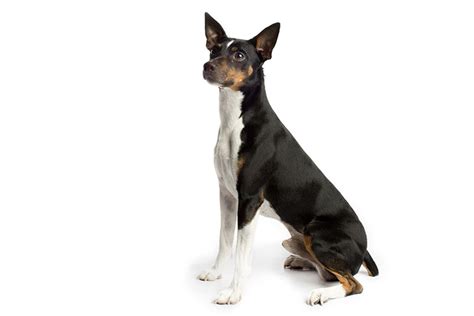 Rat Terrier Dog Breed Information