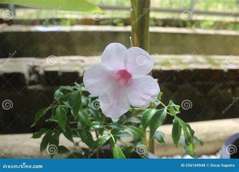 Close Up Of Beautiful Pink Bower Vine Flowers In Garden Stock Photo