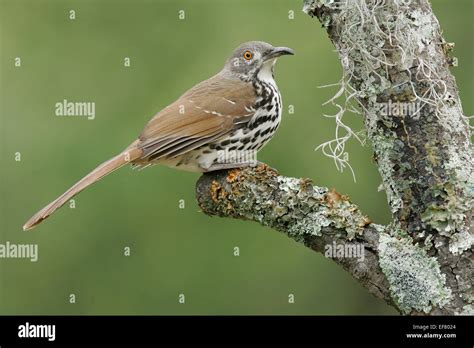 Long Billed Thrasher Toxostoma Longirostre Stock Photo Alamy