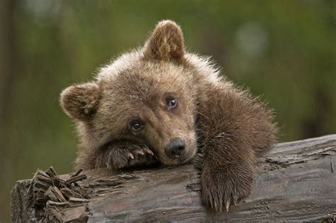 Most Grizzly Bear Cubs Are Dark Brown When They Are Born And Stay Dark