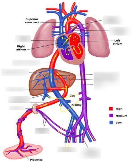 Fetal Circulation Diagram Quizlet