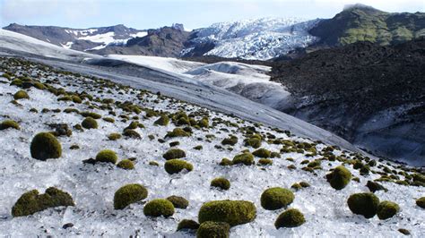 On An Alaskan Glacier Little Green Moss Balls Roll In Herds Science