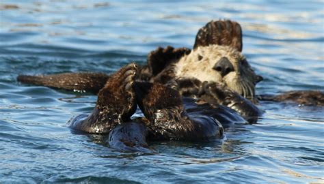 An Adorable Comeback Otters Are Flocking By The Dozens To This