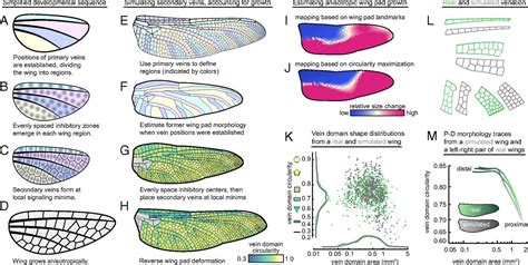 Insect Wing Diagram