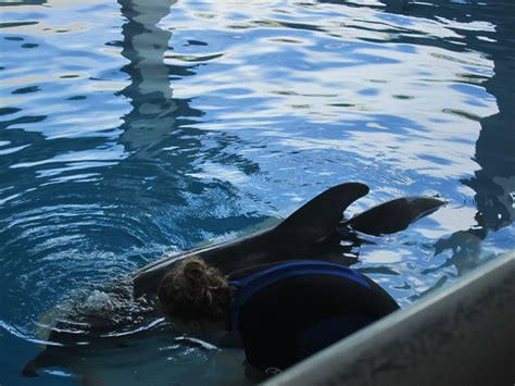 Winter The Dolphin at Clearwater Aquarium in Clearwater, Florida April ...