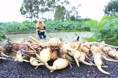 柳江区：万亩“玉藕”抢鲜上市 新华网