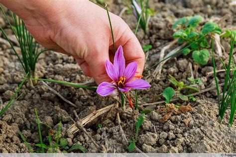 Safran Krokus Crocus Sativus Pflege Von A Z