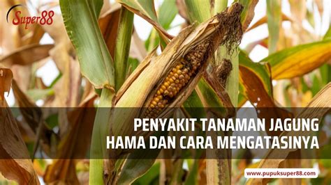 Penyakit Tanaman Jagung Hama Dan Cara Mengatasinya Pupuk Super88