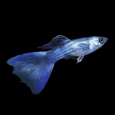 Moscow Blue Male Guppy Poecilia Reticulata 3cm Sims Tropical Fish