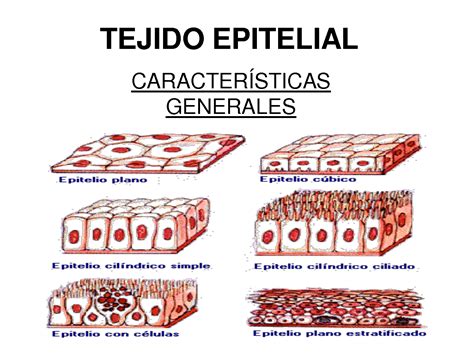 Células Epitelial - Tejido epitelial: estructura y funciones | Tarjeta de cumpleaños ...
