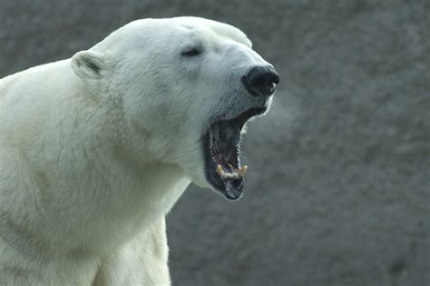 Climate Change Possibly a Factor in Fatal Polar Bear Attack - Newsweek