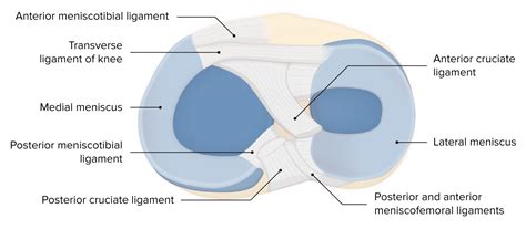 Knee Joint Anatomy Concise Medical Knowledge