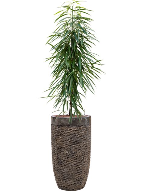 Ficus Binnendijkii Alii Donica Baq Luxe Lite Universe Layer